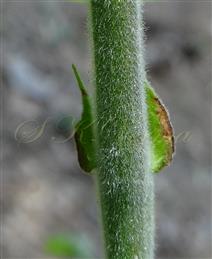  Stipules